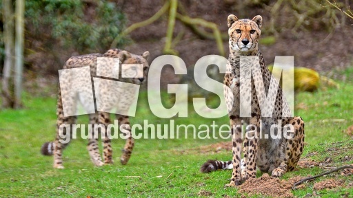 Gepard (13).jpg